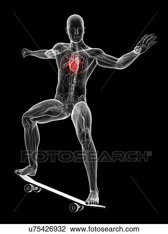 Drawing - Male cardiovascular system, artwork. Fotosearch