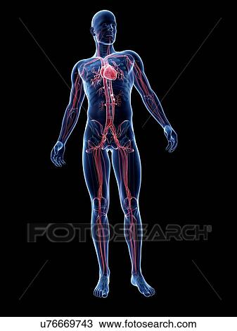 Male cardiovascular system, artwork View Large Illustration Drawing - Male cardiovascular system, artwork. Fotosearch