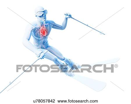 Drawing - Male cardiovascular system, artwork. Fotosearch