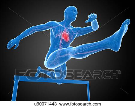 Male cardiovascular system, artwork View Large Illustration Drawing - Male cardiovascular system, artwork. Fotosearch