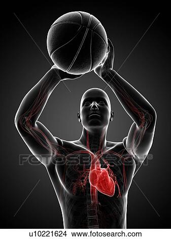 Stock Illustration - Male cardiovascular system, artwork. Fotosearch