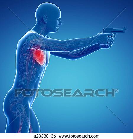 Male cardiovascular system, artwork View Large Illustration Stock Illustration - Male cardiovascular system, artwork. Fotosearch