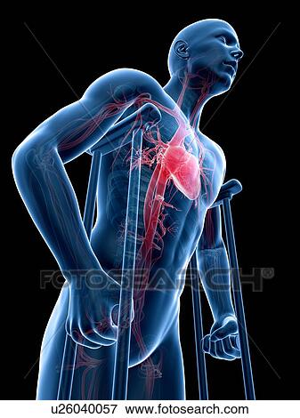 Male cardiovascular system, artwork View Large Illustration Stock Illustration - Male cardiovascular system, artwork. Fotosearch