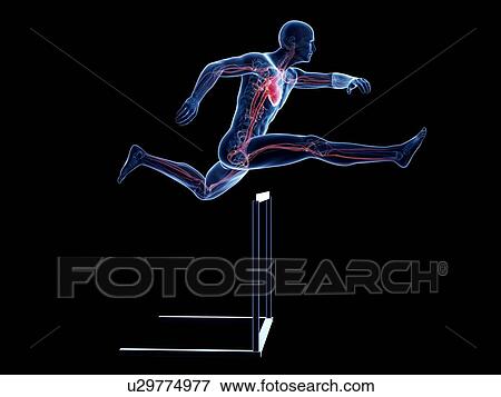 Stock Illustration - Male cardiovascular system, artwork. Fotosearch