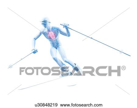 Male cardiovascular system, artwork View Large Illustration Stock Illustration - Male cardiovascular system, artwork. Fotosearch