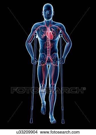 Stock Illustration - Male cardiovascular system, artwork. Fotosearch