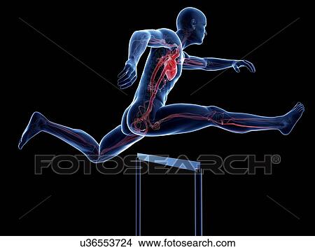 Male cardiovascular system, artwork View Large Illustration Stock Illustration - Male cardiovascular system, artwork. Fotosearch