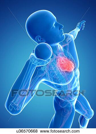 Male cardiovascular system, artwork View Large Illustration Stock Illustration - Male cardiovascular system, artwork. Fotosearch