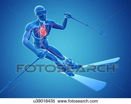 Male cardiovascular system, artwork View Large Illustration Stock Illustration - Male cardiovascular system, artwork. Fotosearch