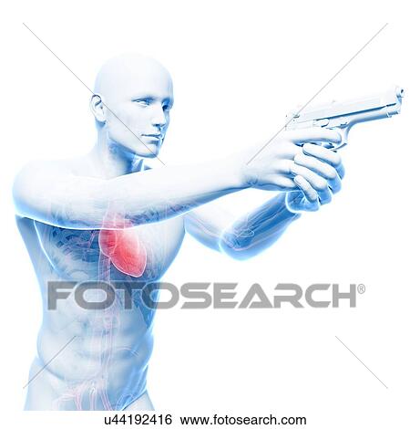 Male cardiovascular system, artwork View Large Illustration Stock Illustration - Male cardiovascular system, artwork. Fotosearch