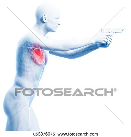Male cardiovascular system, artwork View Large Illustration Stock Illustration - Male cardiovascular system, artwork. Fotosearch