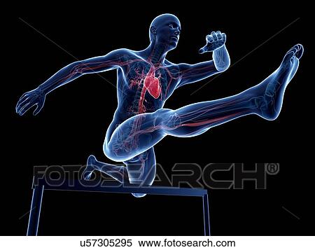 Male cardiovascular system, artwork View Large Illustration Stock Illustration - Male cardiovascular system, artwork. Fotosearch