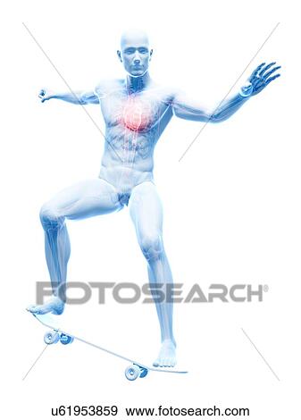 Male cardiovascular system, artwork View Large Illustration Stock Illustration - Male cardiovascular system, artwork. Fotosearch