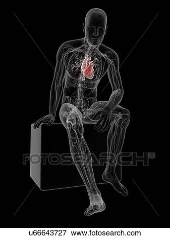 Stock Illustration - Male cardiovascular system, artwork. Fotosearch