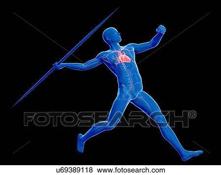 Stock Illustration - Male cardiovascular system, artwork. Fotosearch