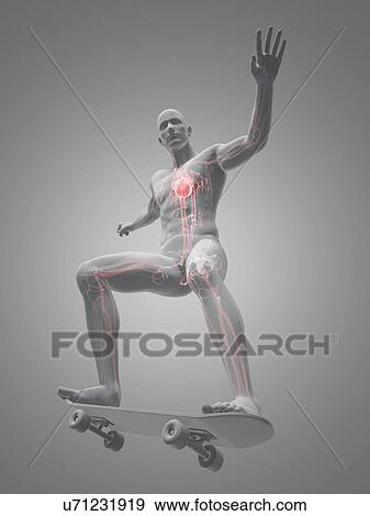 Stock Illustration - Male cardiovascular system, artwork. Fotosearch