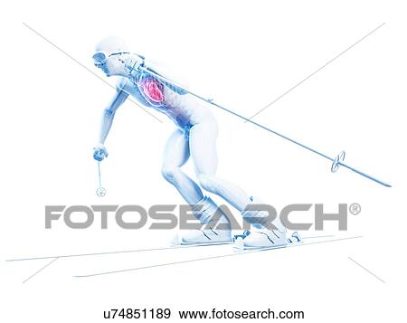 Male cardiovascular system, artwork View Large Illustration Stock Illustration - Male cardiovascular system, artwork. Fotosearch