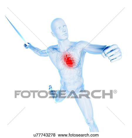 Male cardiovascular system, artwork View Large Illustration Stock Illustration - Male cardiovascular system, artwork. Fotosearch