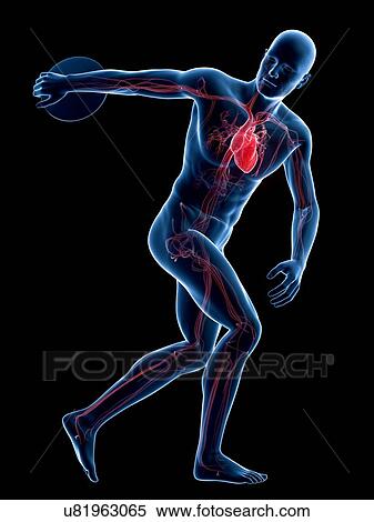 Stock Illustration - Male cardiovascular system, artwork. Fotosearch