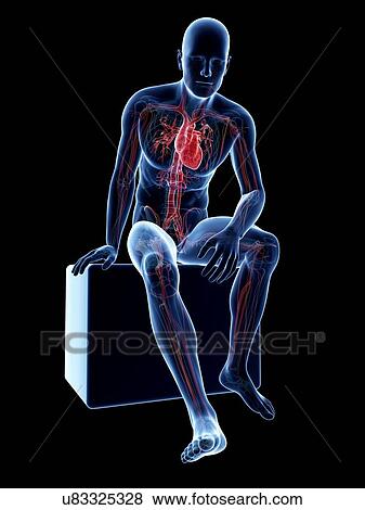 Stock Illustration - Male cardiovascular system, artwork. Fotosearch