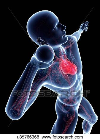 Male cardiovascular system, artwork View Large Illustration Stock Illustration - Male cardiovascular system, artwork. Fotosearch