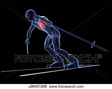 Stock Illustration - Male cardiovascular system, artwork. Fotosearch