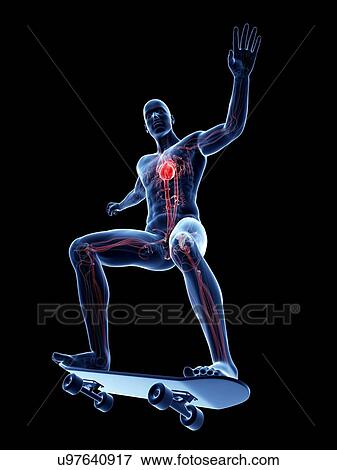 Stock Illustration - Male cardiovascular system, artwork. Fotosearch