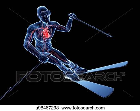 Male cardiovascular system, artwork View Large Illustration Stock Illustration - Male cardiovascular system, artwork. Fotosearch