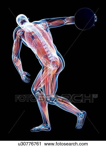 Male musculature, artwork View Large Illustration Clip Art - Male musculature, artwork. Fotosearch