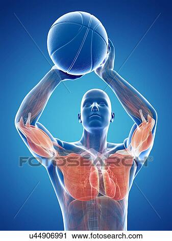 Male musculature, artwork View Large Illustration Clip Art - Male musculature, artwork. Fotosearch