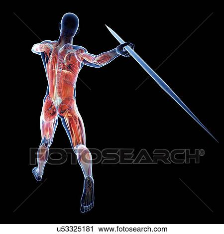 Clip Art - Male musculature, artwork. Fotosearch