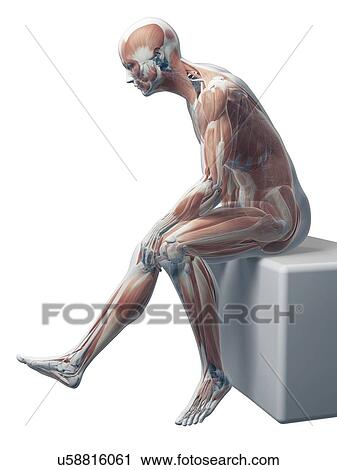 Male musculature, artwork View Large Illustration Clip Art - Male musculature, artwork. Fotosearch