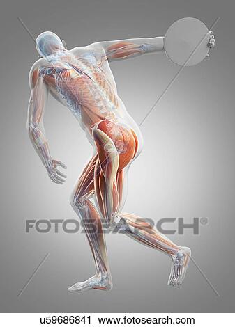 Male musculature, artwork View Large Illustration Clip Art - Male musculature, artwork. Fotosearch