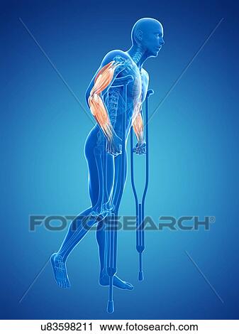 Male musculature, artwork View Large Illustration Clip Art - Male musculature, artwork. Fotosearch