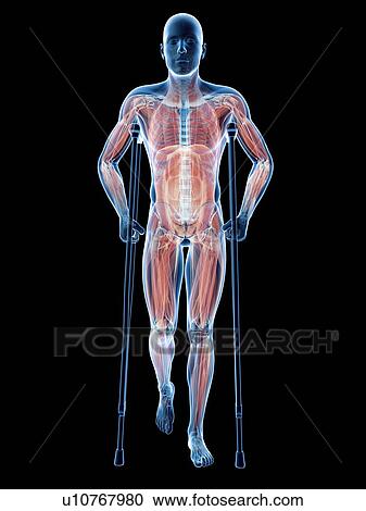 Clipart - Male musculature, artwork. Fotosearch
