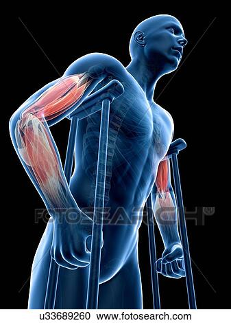 Clipart - Male musculature, artwork. Fotosearch