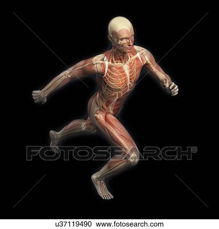 Clipart - Male musculature, artwork. Fotosearch