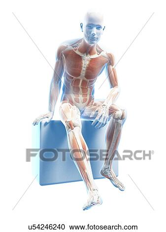 Male musculature, artwork View Large Illustration Clipart - Male musculature, artwork. Fotosearch
