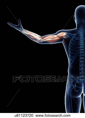 Male musculature, artwork View Large Illustration Clipart - Male musculature, artwork. Fotosearch