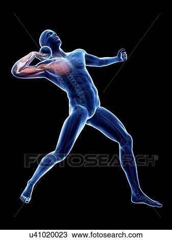 Drawing - Male musculature, artwork. Fotosearch