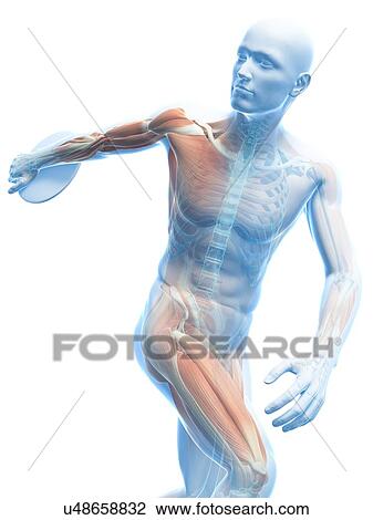Drawing - Male musculature, artwork. Fotosearch