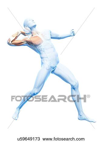 Drawing - Male musculature, artwork. Fotosearch