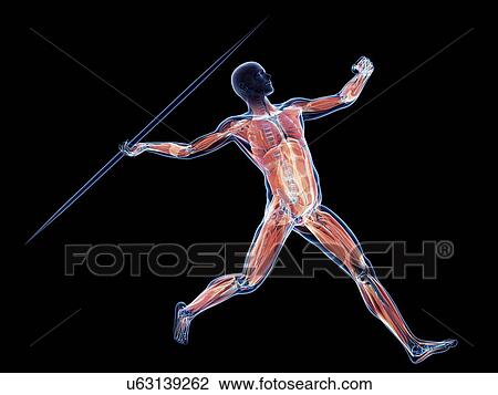 Male musculature, artwork View Large Illustration Drawing - Male musculature, artwork. Fotosearch