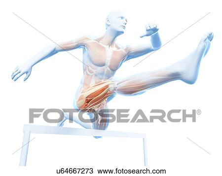 Drawing - Male musculature, artwork. Fotosearch