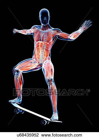 Drawing - Male musculature, artwork. Fotosearch
