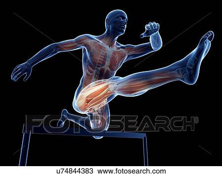 Drawing - Male musculature, artwork. Fotosearch