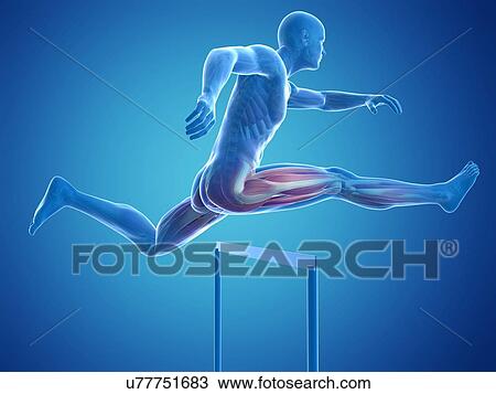 Male musculature, artwork View Large Illustration Drawing - Male musculature, artwork. Fotosearch