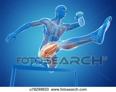 Drawing - Male musculature, artwork. Fotosearch