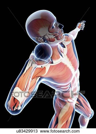 Male musculature, artwork View Large Illustration Drawing - Male musculature, artwork. Fotosearch