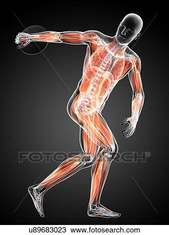 Male musculature, artwork View Large Illustration Drawing - Male musculature, artwork. Fotosearch